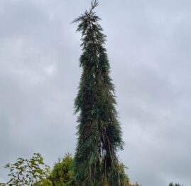 sequoiadendron giganteum pendulum