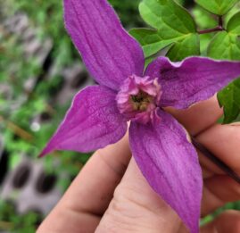 Clematis ‘Tage Lundell’ E