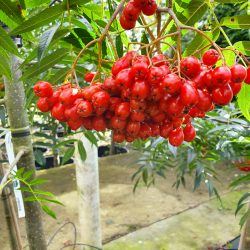 Sorbus Dodong